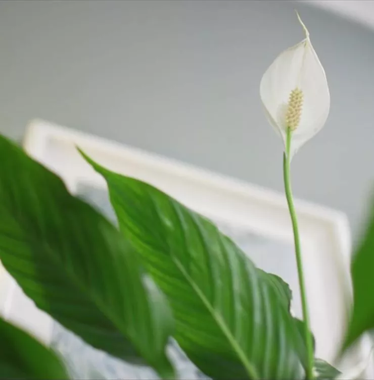 Zimmerpflanzenportrait - Einblatt