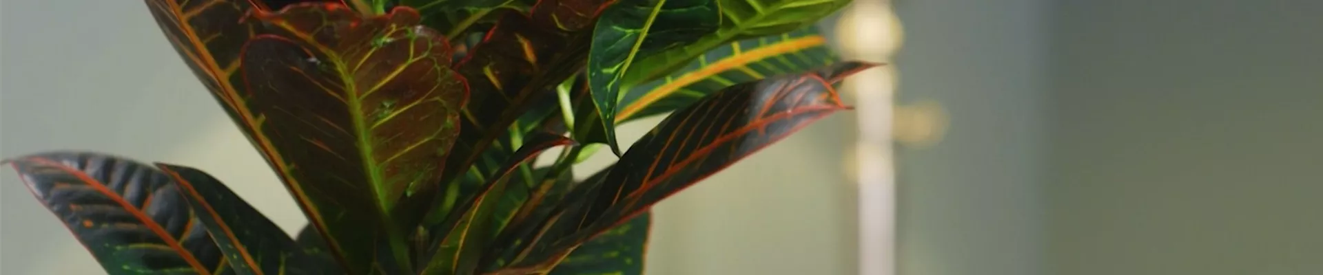 Wunderstrauch- Thumbnail Wunderstrauch- Thumbnail