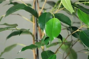 Zimmerpflanzenportrait - Birkenfeige