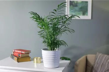 Zimmerpflanzenportrait - Bergpalme