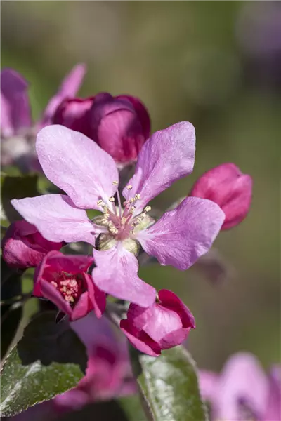 Malus 'Royal Raindrops'  -R--S- Zierapfel 'Royal Raindrops'  -R--S-
