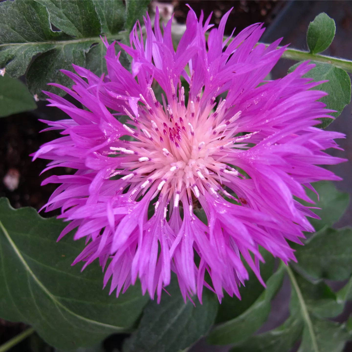 Centaurea dealbata