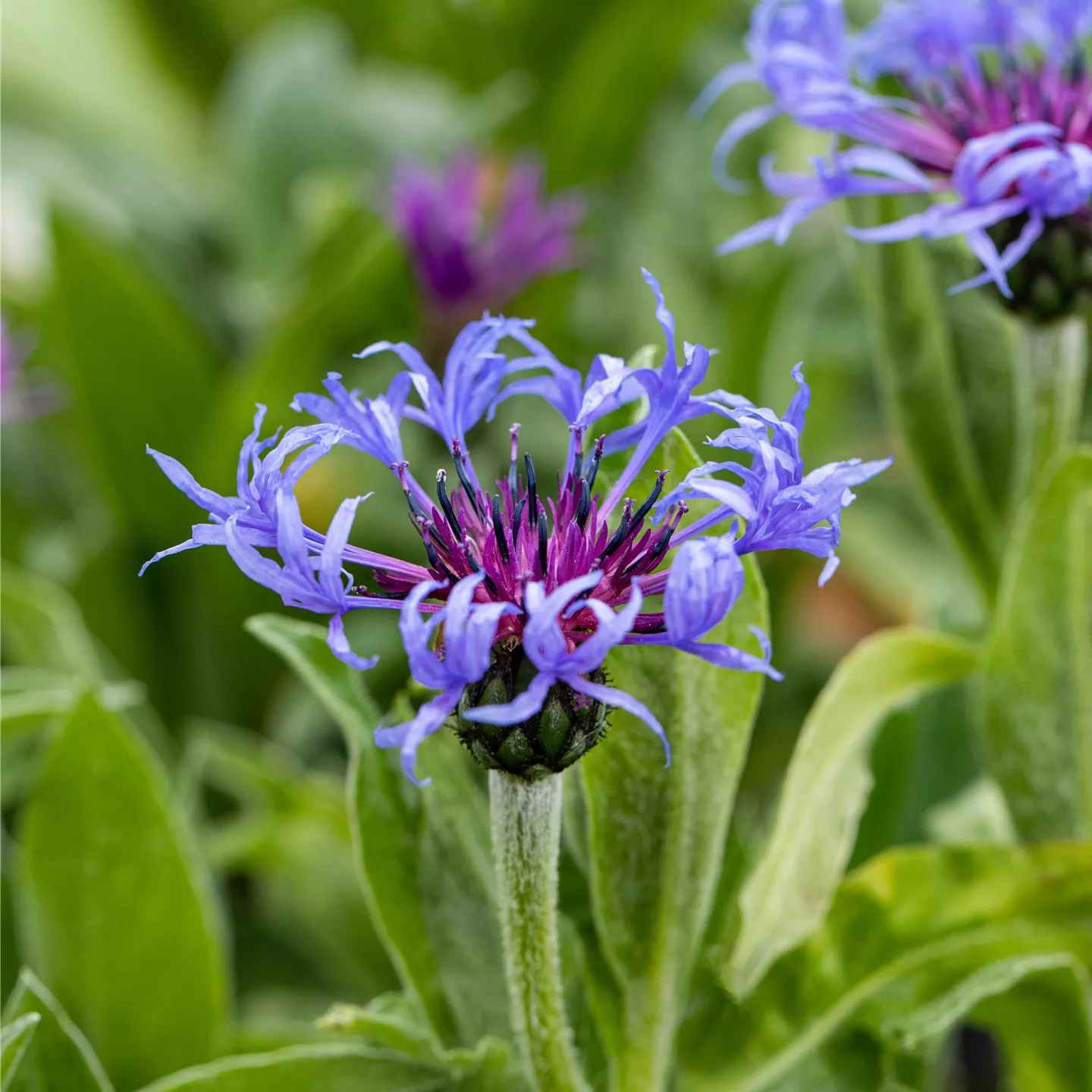 Centaurea montana