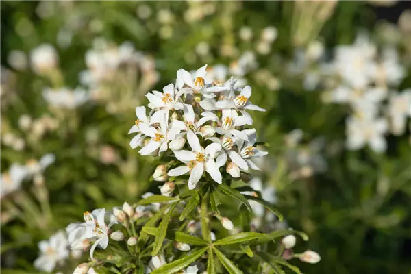 Choisya ternata 'White Dazzler'  -S- Orangenblume 'White Dazzler'  -S-