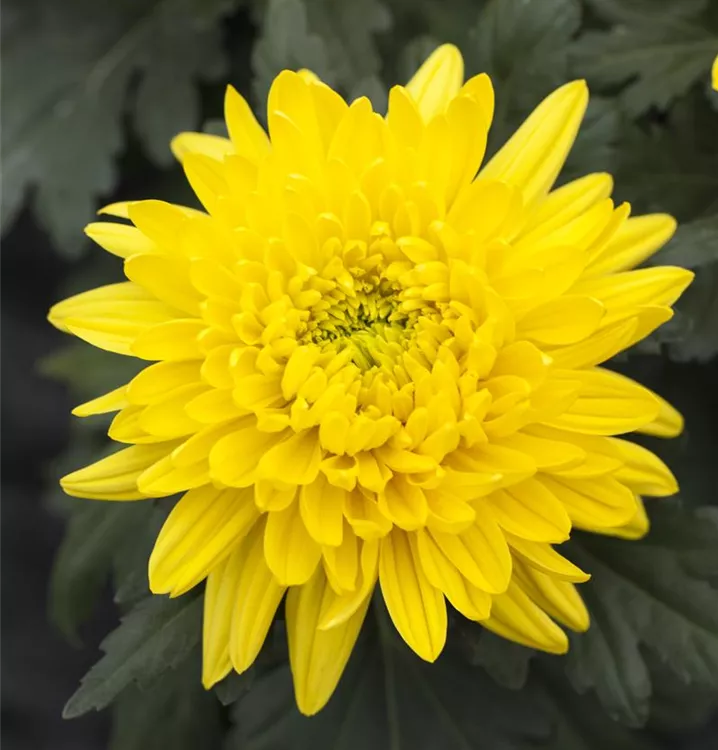 Winter-Aster