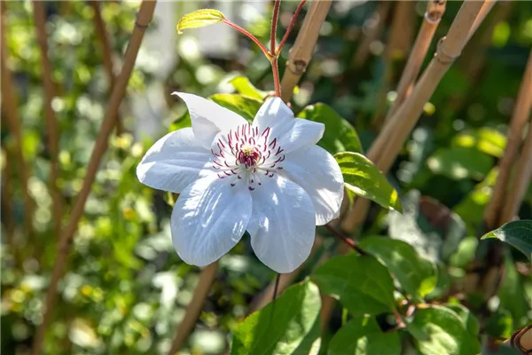 Clematis 'Miss Bateman' Waldrebe
