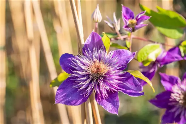Clematis 'Multi Blue' Waldrebe
