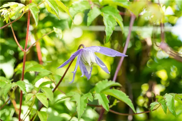 Clematis alpina 'Frances Rivis' Alpen-Waldrebe 'Frances Rivis'