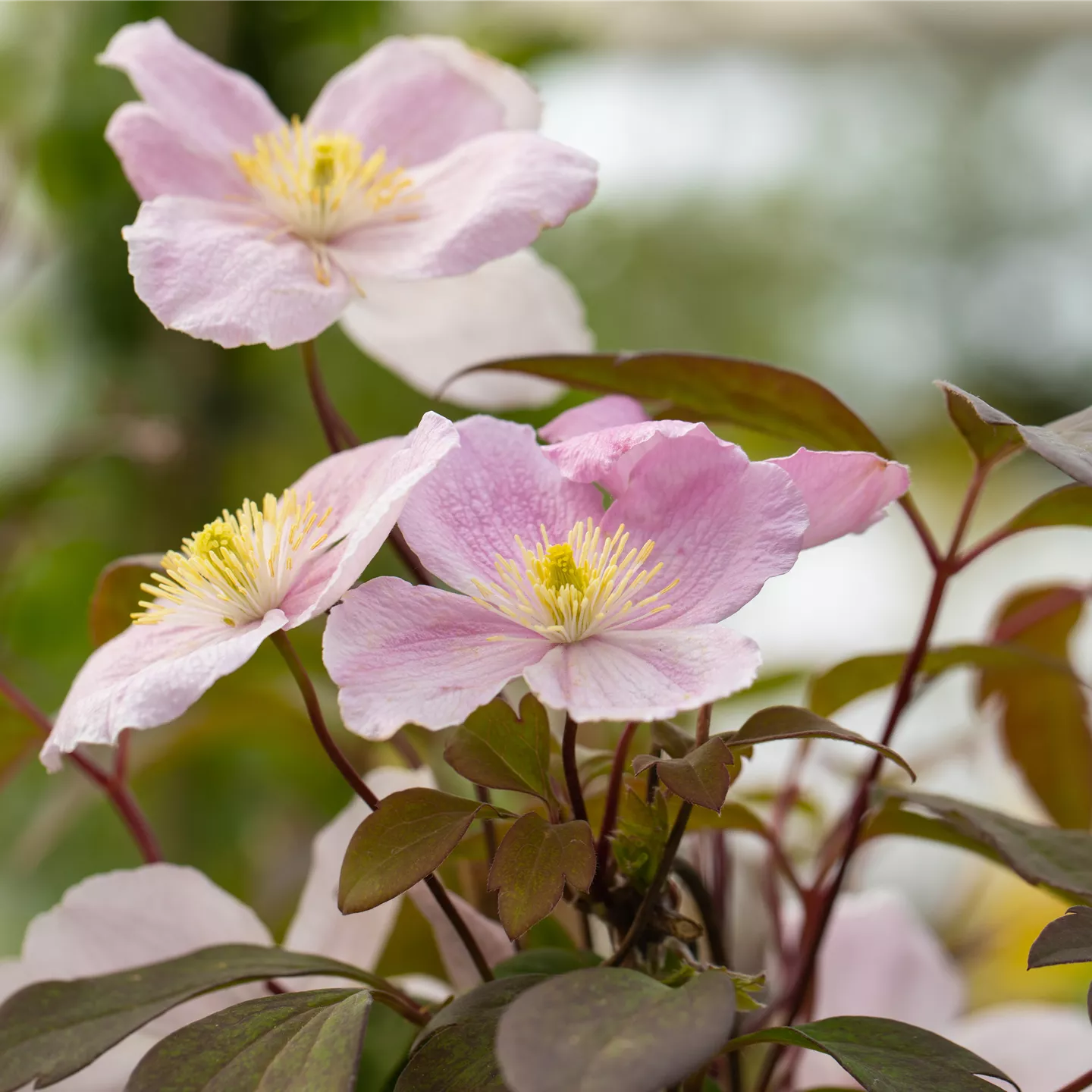 Clematis montana 'Tetrarose'