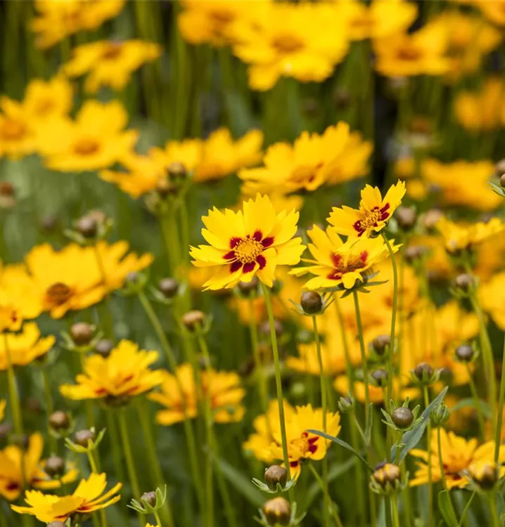 Großblumiges Garten-Mädchenauge