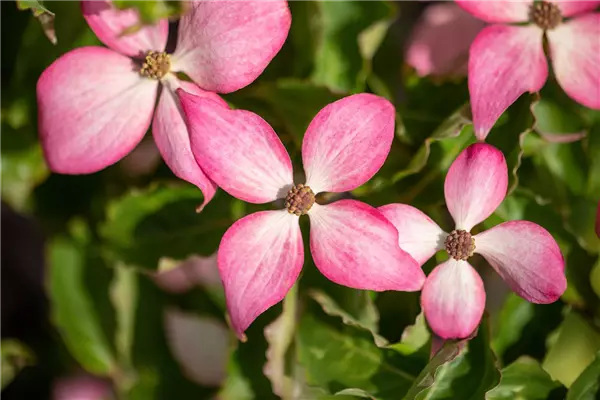 Cornus kousa 'Scarlet Fire'  -R- Jap.Blumen-Hartriegel 'Scarlet Fire'