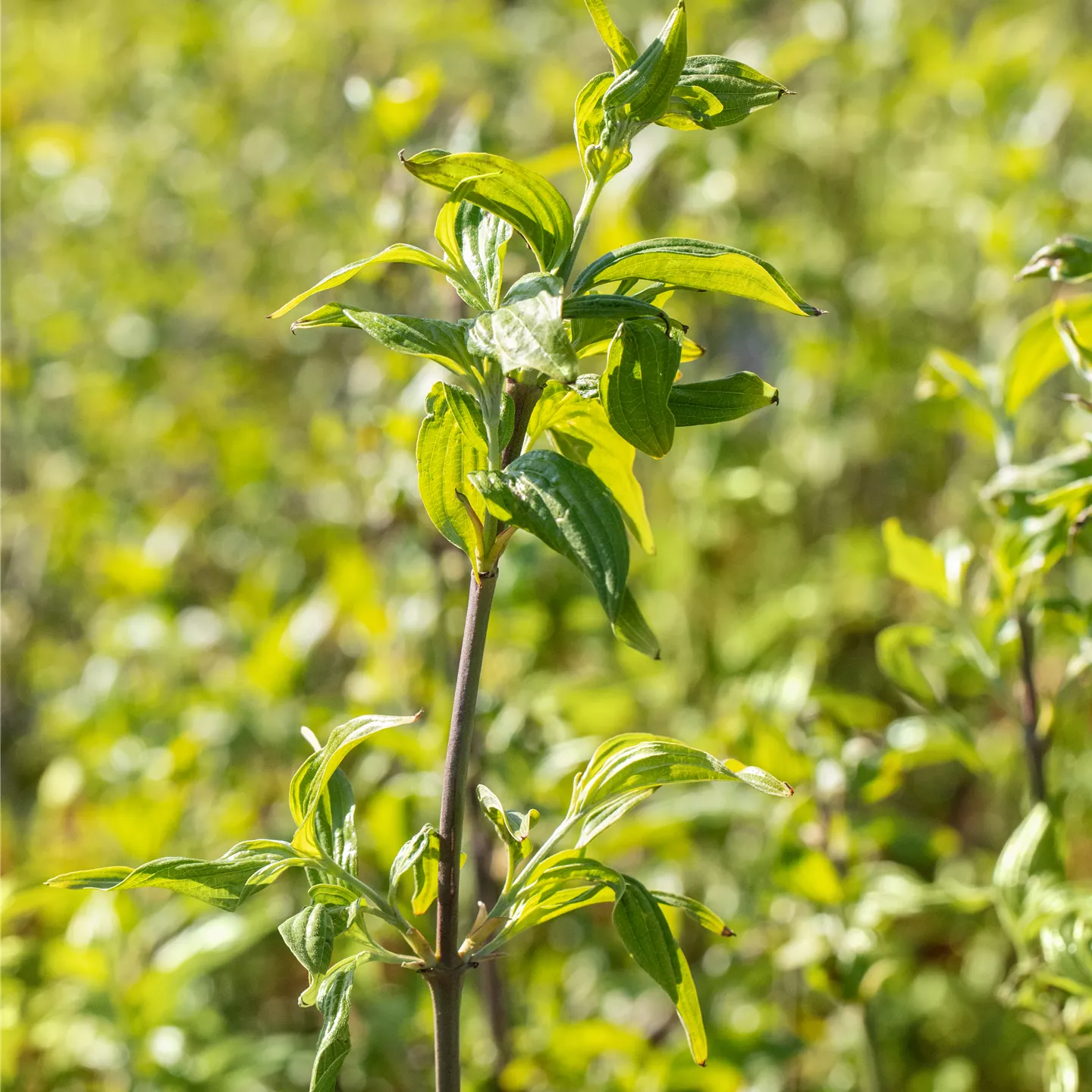 Cornus mas 'Schönbrunner Gourmet Dirndl'