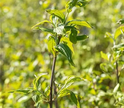 Kornelkirsche 'Schönbrunner Gourmet Dirndl'