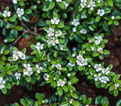 Fruchtende Kriech-Zwergmispel