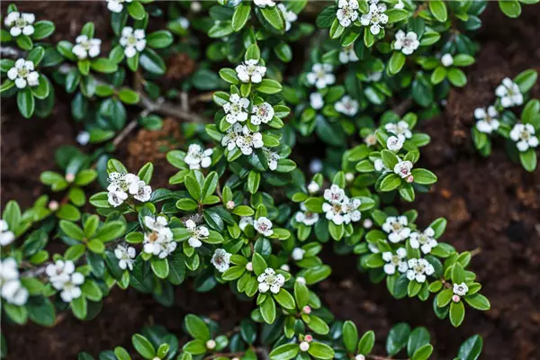 Cotoneaster x suecicus 'Coral Beauty' Fruchtende Kriech-Zwergmispel