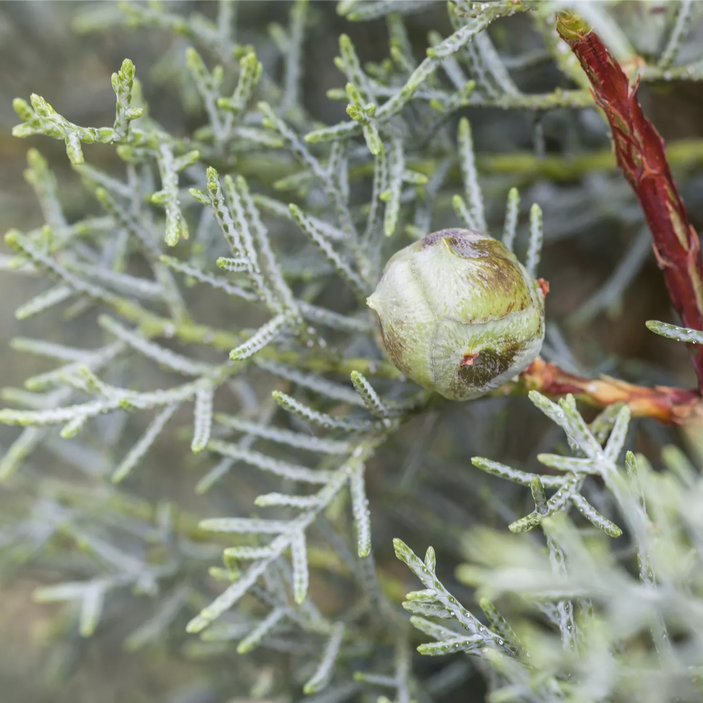 Cupressus arizonica 'Fastigiata'