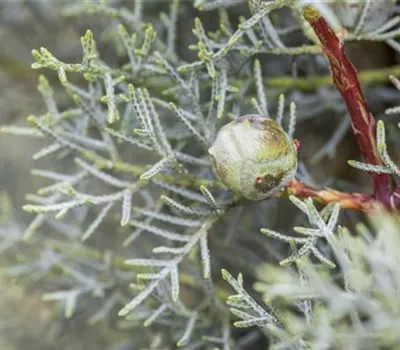 Säulen-Arizona-Zypresse