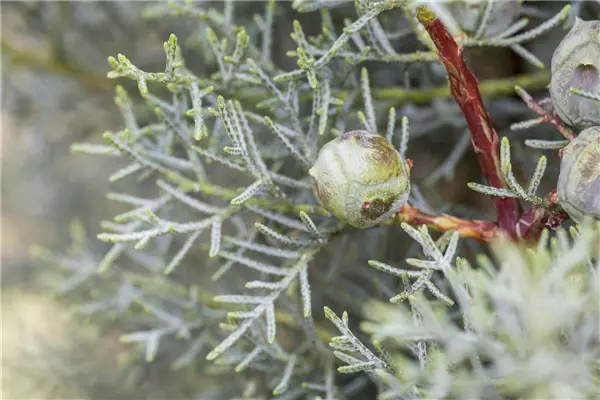 Cupressus arizonica 'Fastigiata' Säulen-Arizona-Zypresse