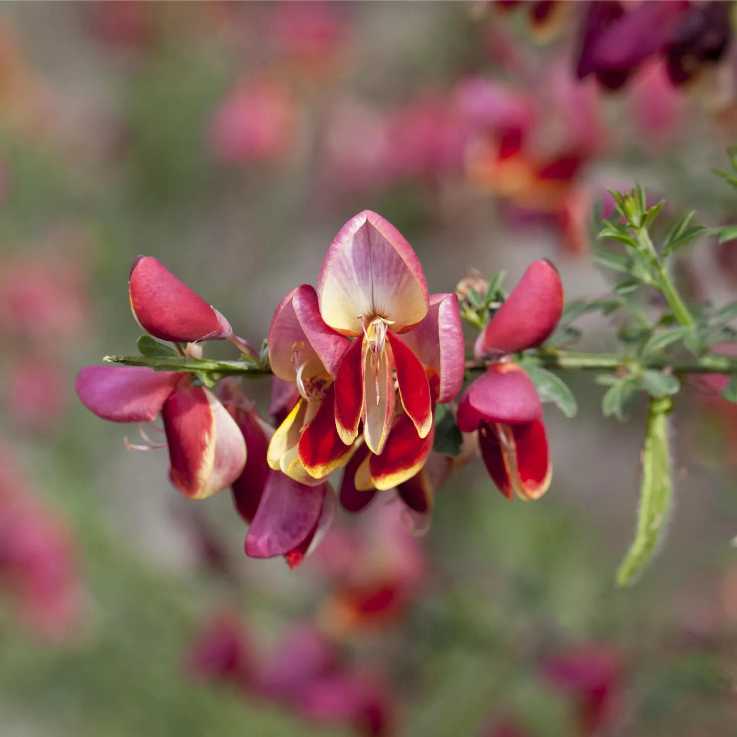 Cytisus scoparius 'Goldfinch'