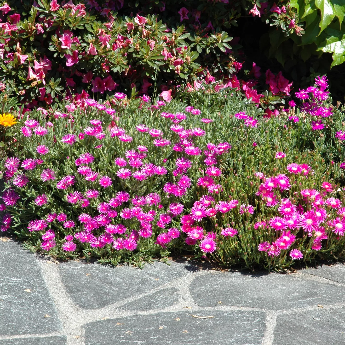 Delosperma cooperi, karminrot