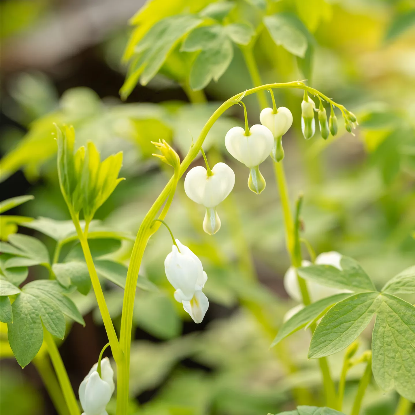 Dicentra spectabilis 'Alba'