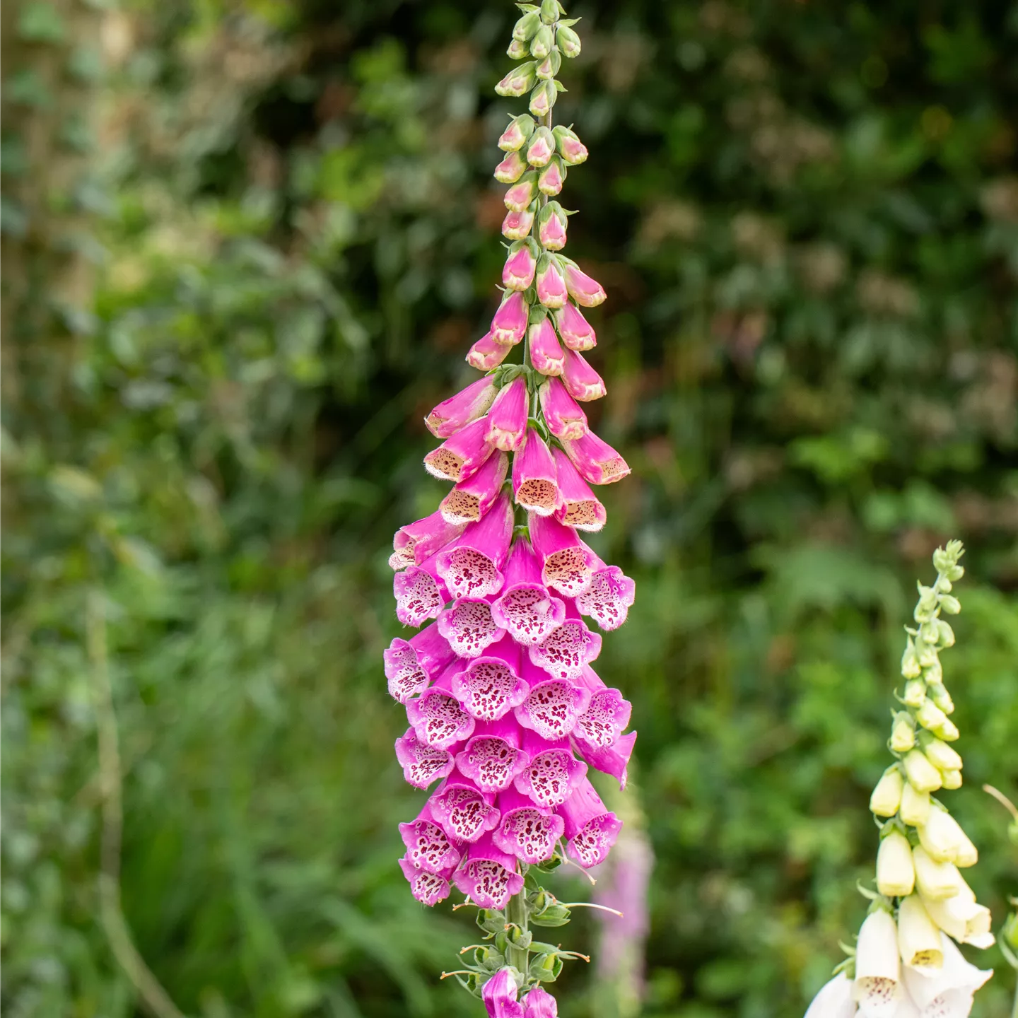 Digitalis purpurea 'Gloxiniaeflora'