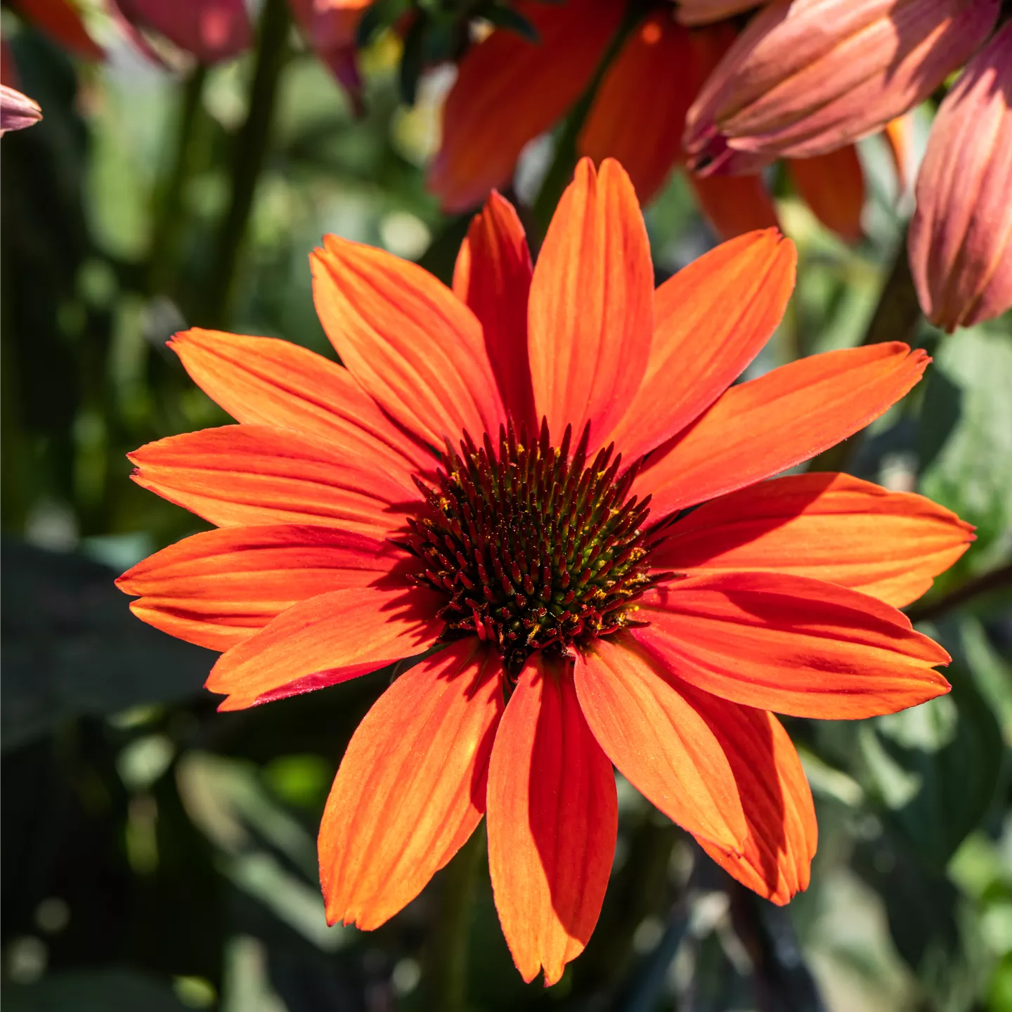 Echinacea purpurea 'Tomato Soup' -R-