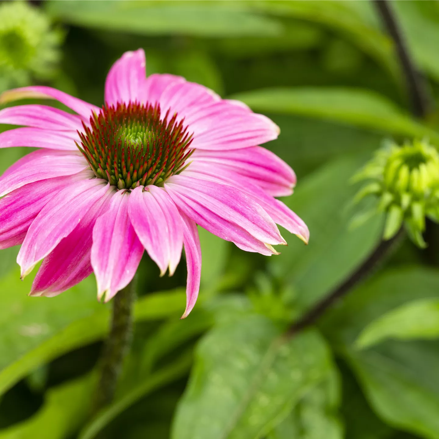 Echinacea purpurea 'Fatal Attraction' -R-