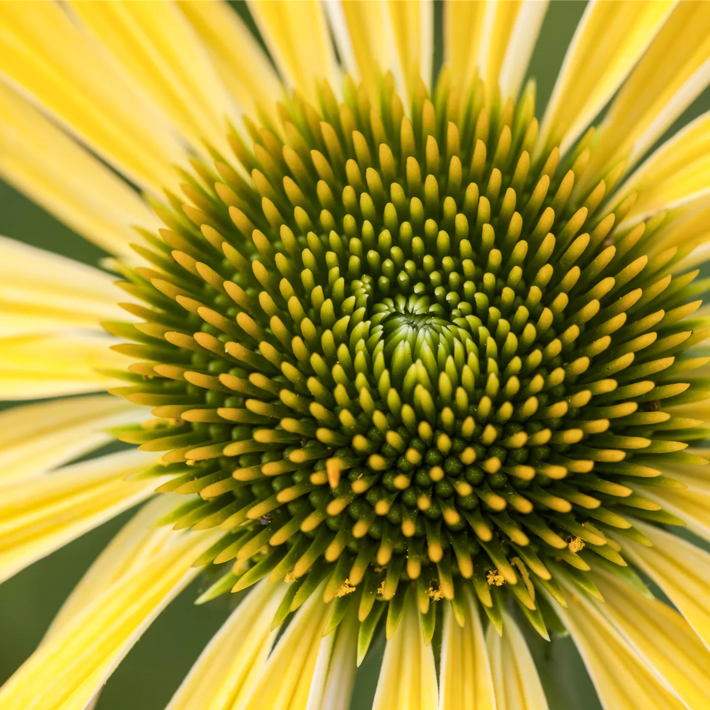 Echinacea purpurea 'Sunrise' -R-
