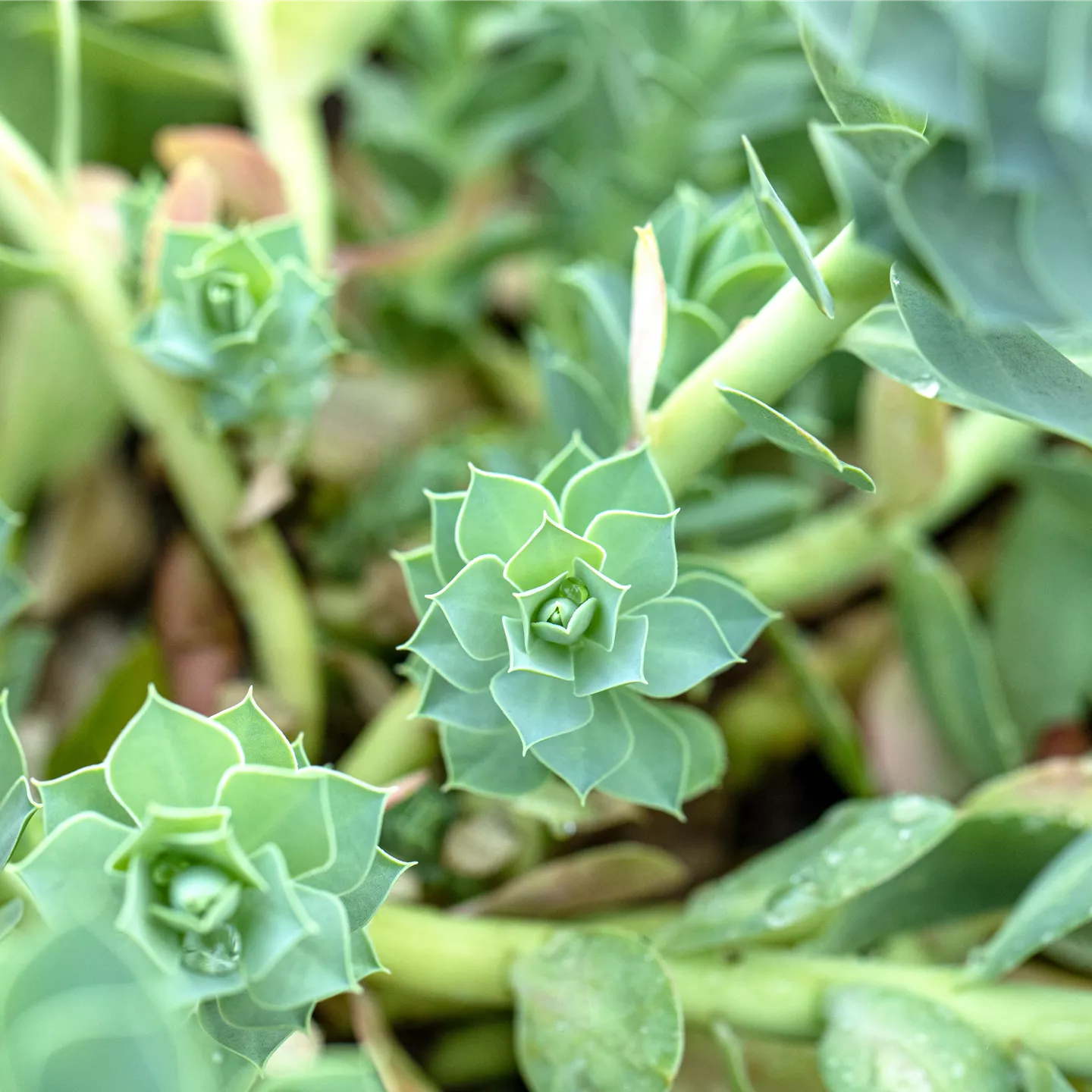 Euphorbia myrsinites