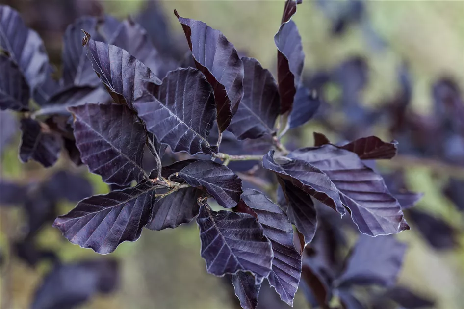 Fagus sylvatica 'Atropunicea', Blutbuche Veredelung im Pflanzenshop