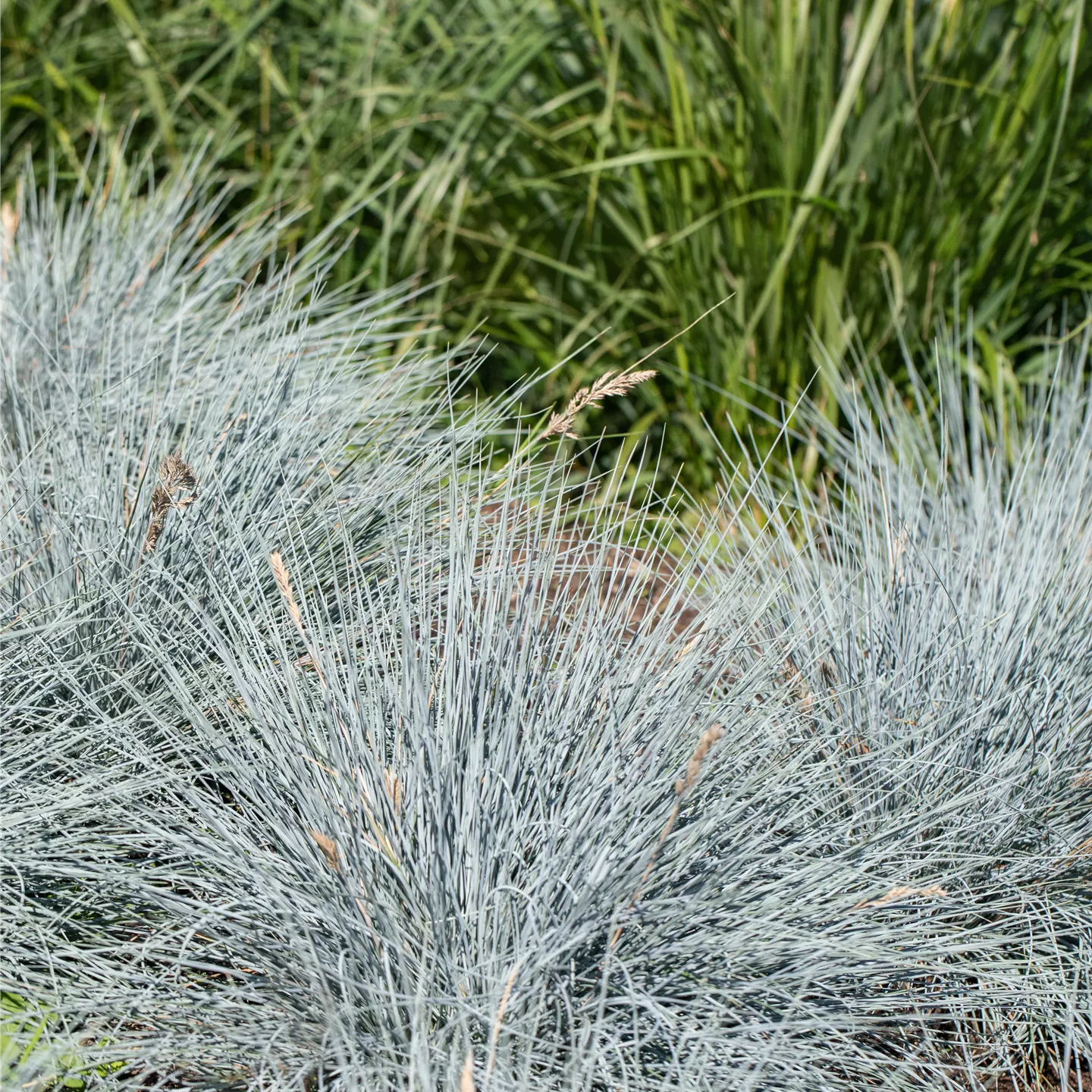 Festuca cinerea 'Elijah Blue'
