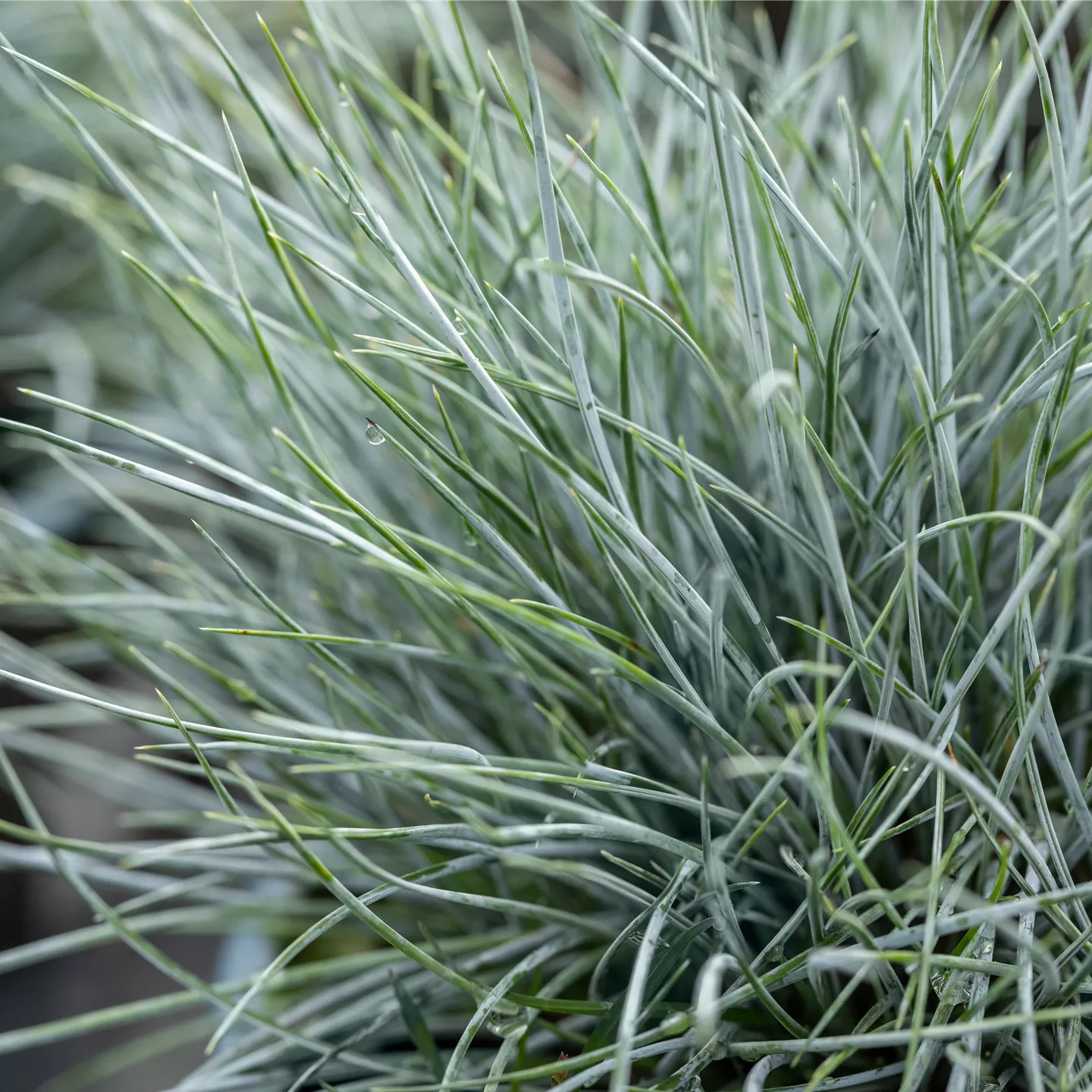 Festuca glauca 'Elijah Blue'