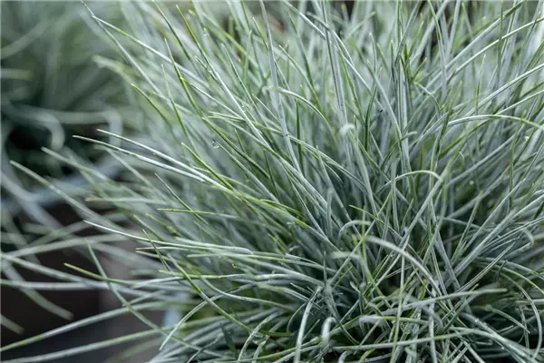 Festuca glauca 'Elijah Blue' Blau-Schwingel