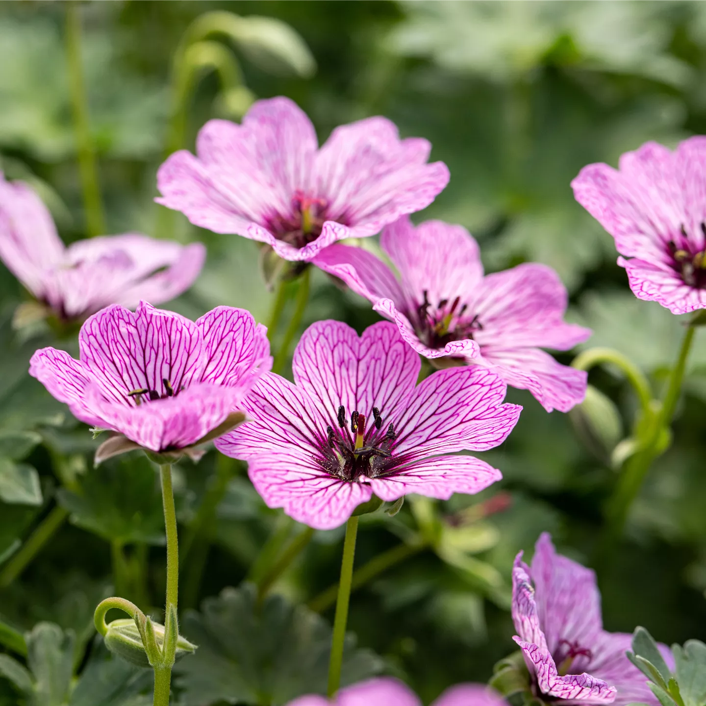 Geranium cinereum 'Ballerina'