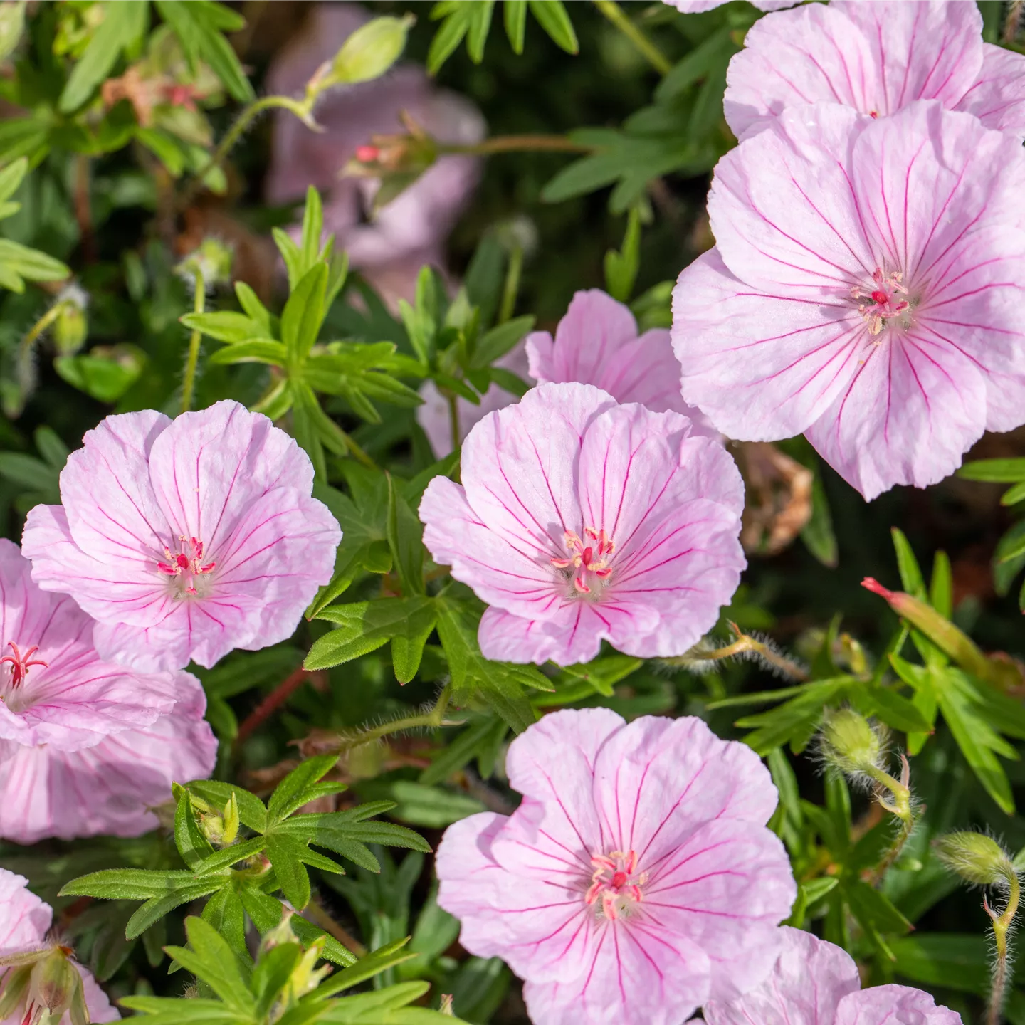 Geranium sanguineum var.striatum Geranium sanguineum var.striatum