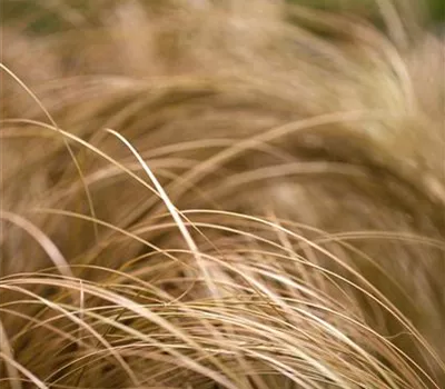 Neuseeland-Segge Neuseeland-Segge