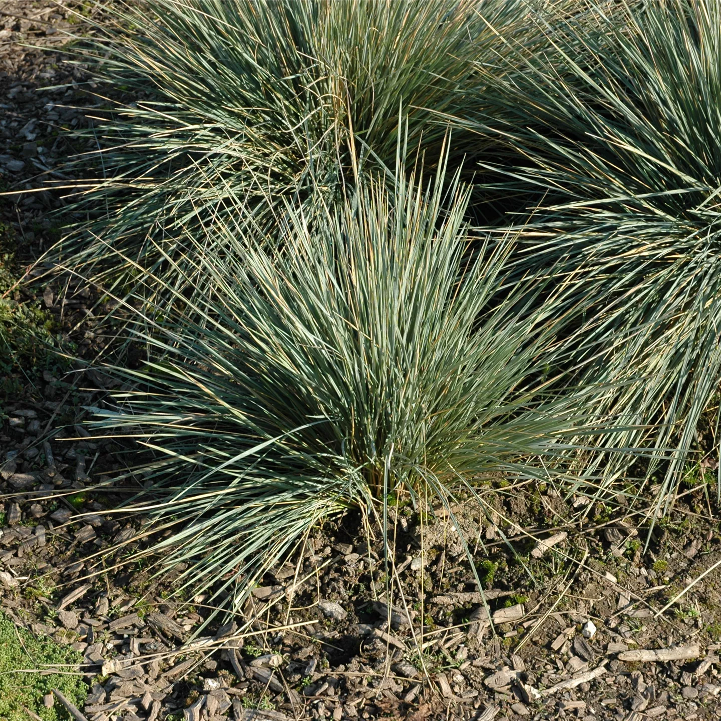 Helictotrichon sempervirens