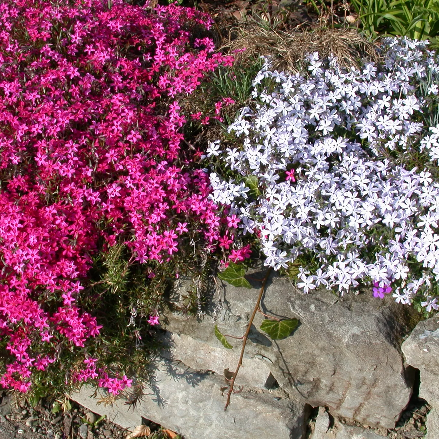 Phlox subulata 'MacDaniel's Cushion'