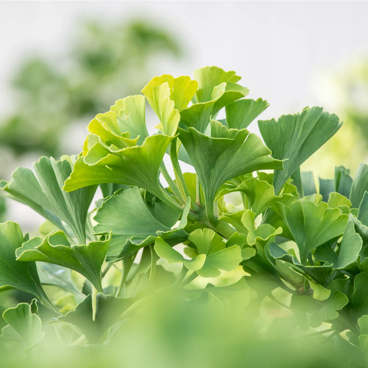 Ginkgo biloba 'Mariken'