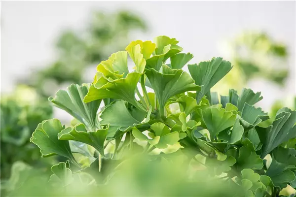 Ginkgo biloba 'Mariken' Ginkgo, Fächerblattbaum