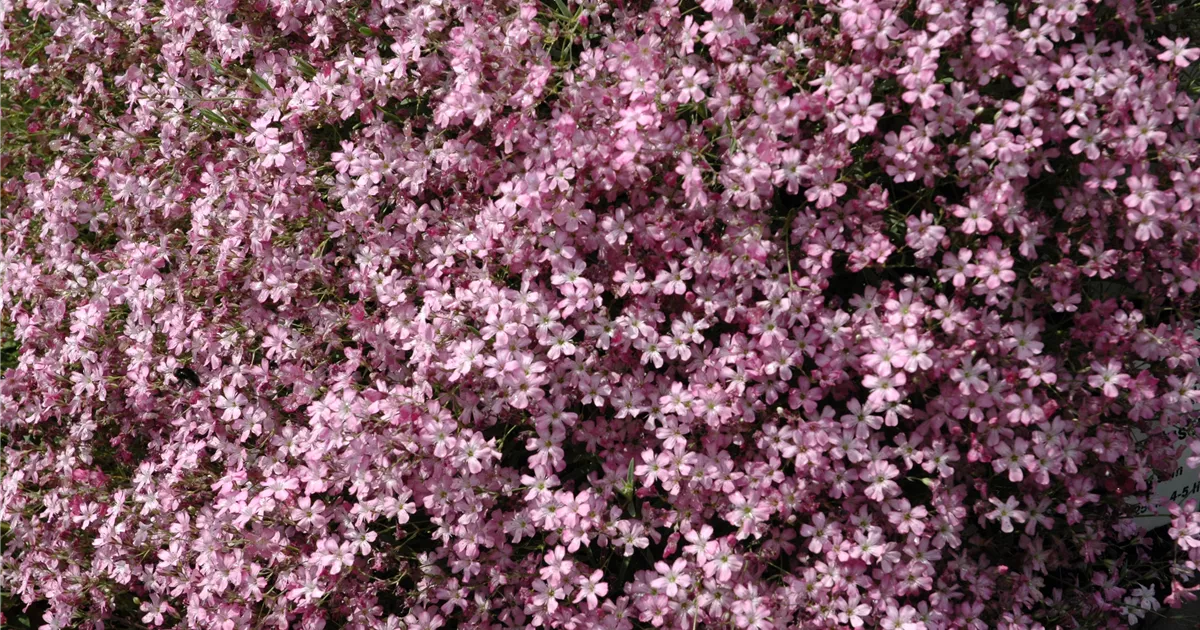 Gypsophila repens 'Filou Rose', Teppich-Schleierkraut im Pflanzenshop