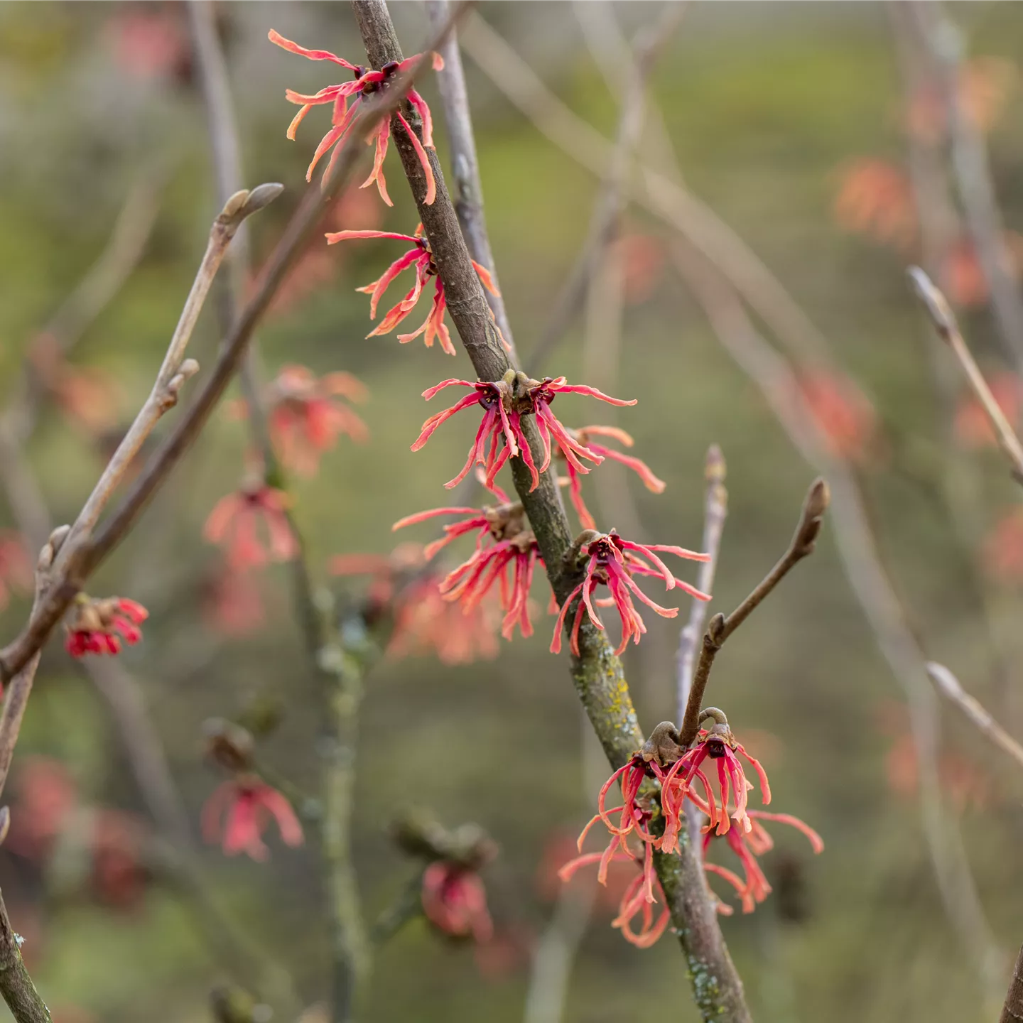 Hamamelis interm.'Ruby Glow'