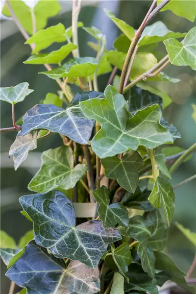 Hedera helix hibernica Großblättriger Irischer Efeu