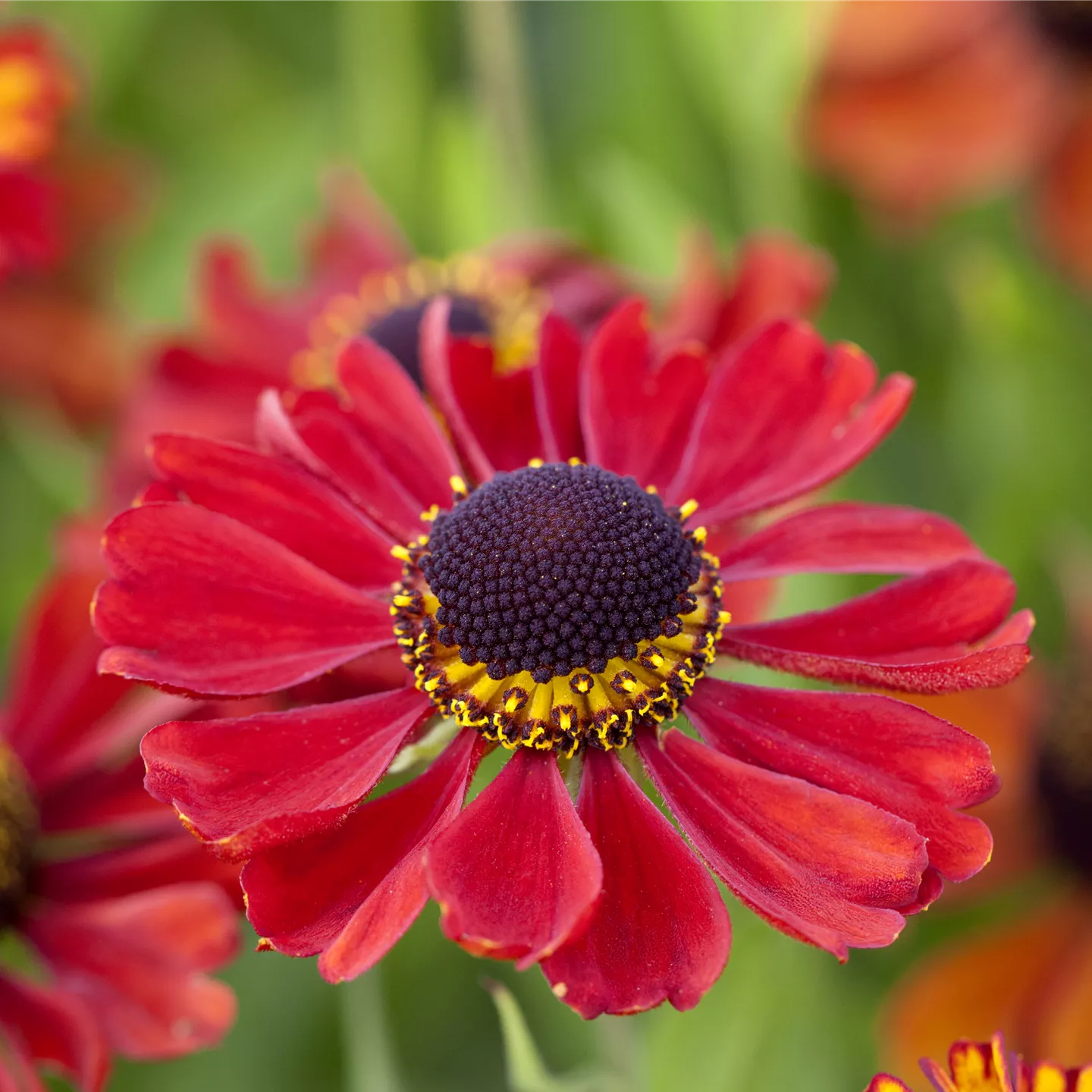 Helenium x cult.'Ruby Tuesday' -R-