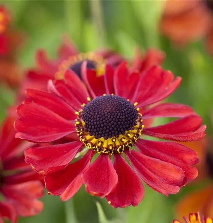 Garten-Sonnenbraut