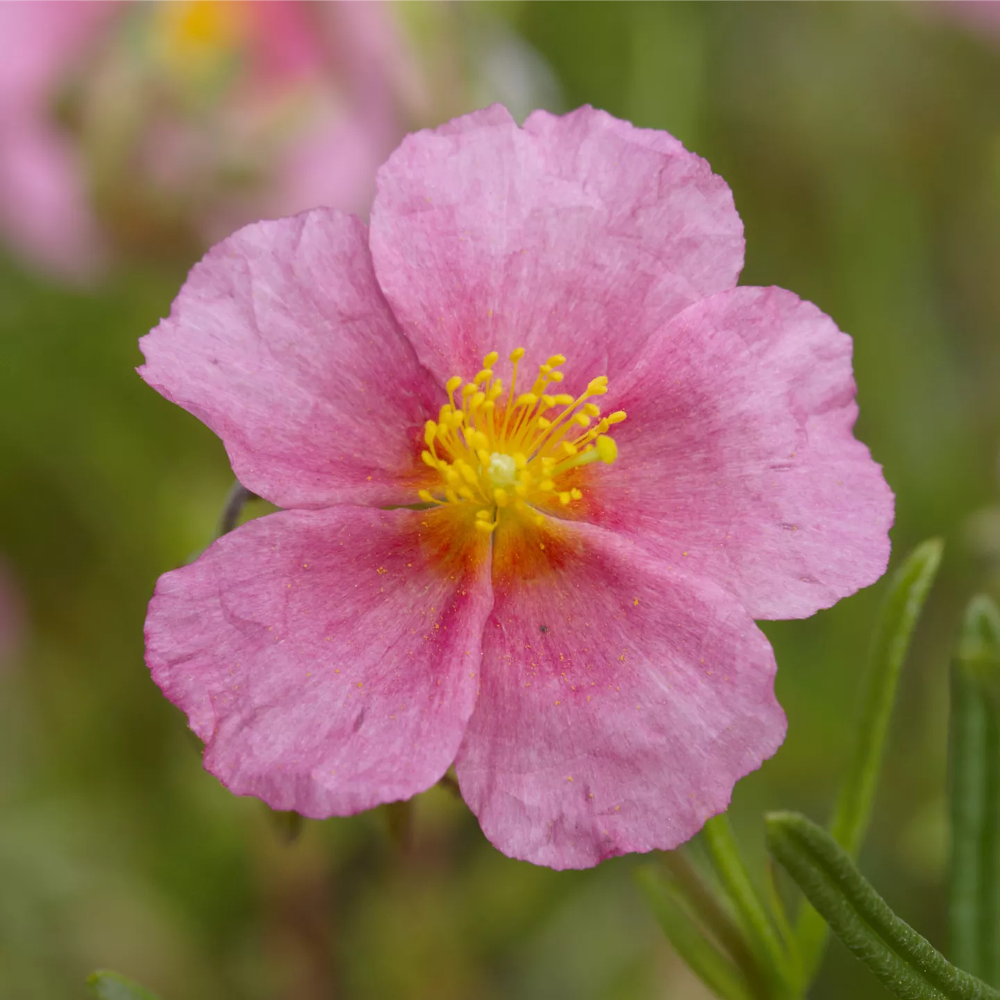 Helianthemum x cult.'Lawrensons Pink'
