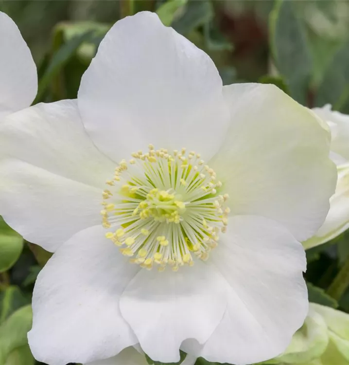 Helleborus niger