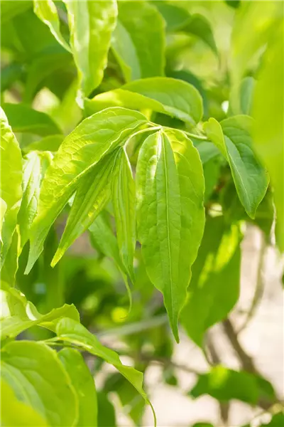 Heptacodium miconioides Sieben-Söhne-des-Himmels-Strauch