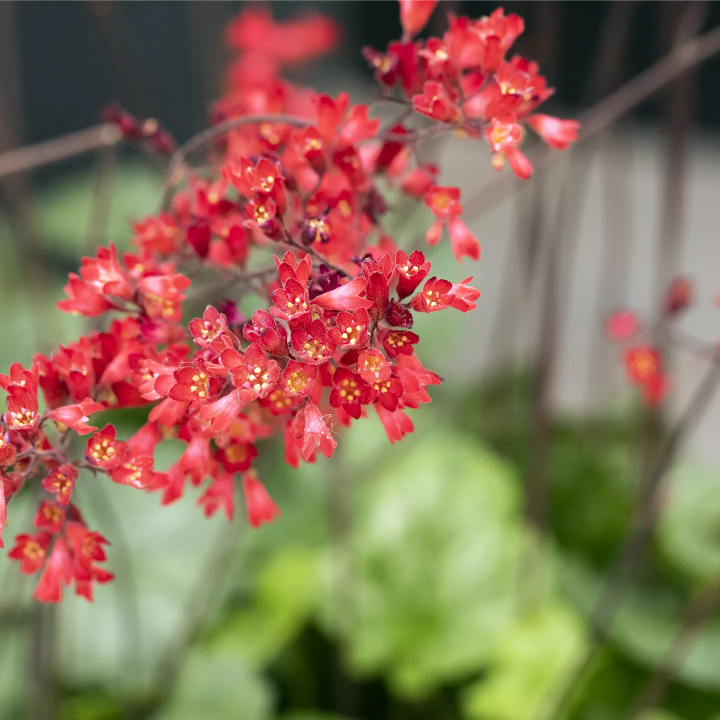 Heuchera sanguinea 'Leuchtkäfer' Heuchera sanguinea 'Leuchtkäfer'